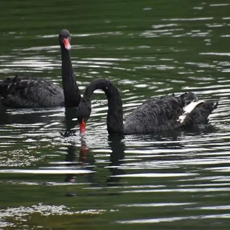 Della Pieve فندق